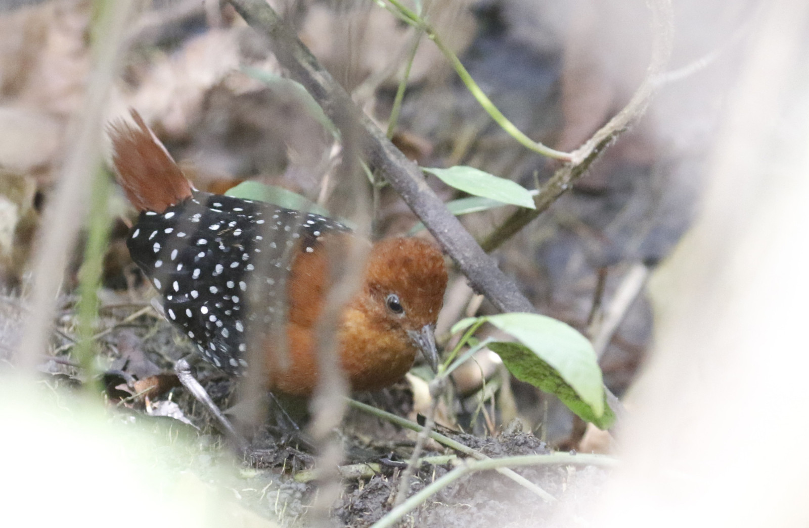 image White-spotted Flufftail